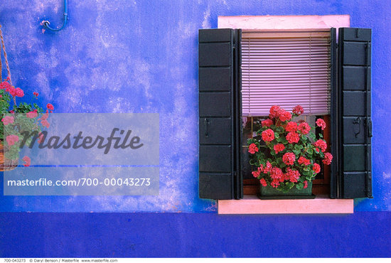 Flowers On Windowsill