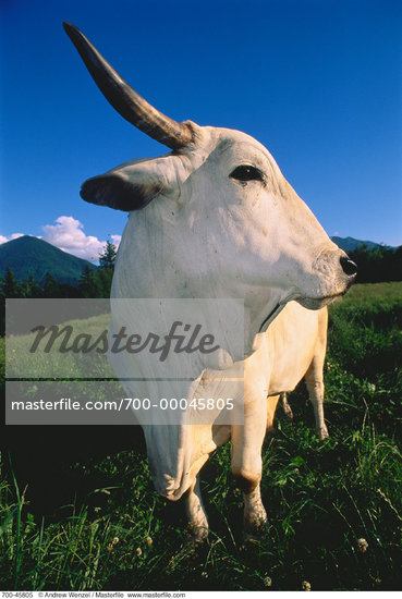 bull in field