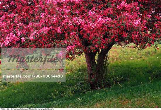 Flowering Crab Tree