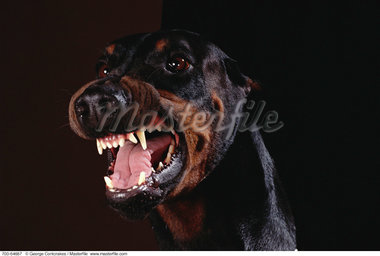 Doberman Snarling