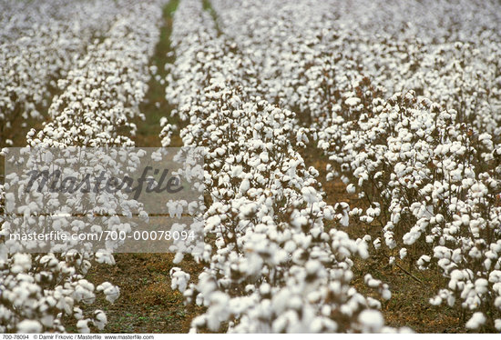 Cotton Field Wallpaper