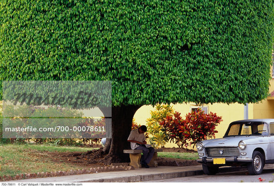 Bench Under Tree