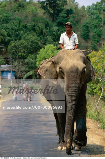 India Elephant Man