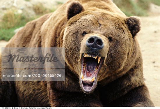 Angry Grizzly