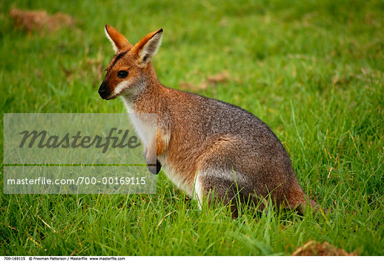 Baby Australian Animals