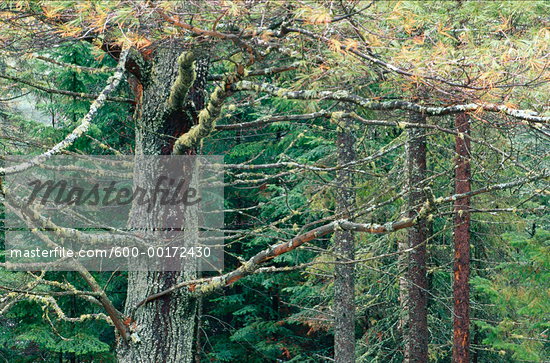 Balsam Provincial Park