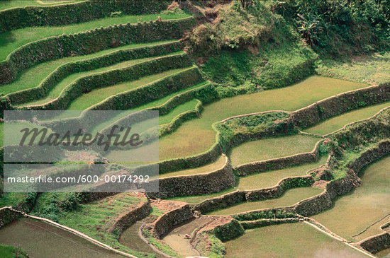 Rice Terraces at Banaue,