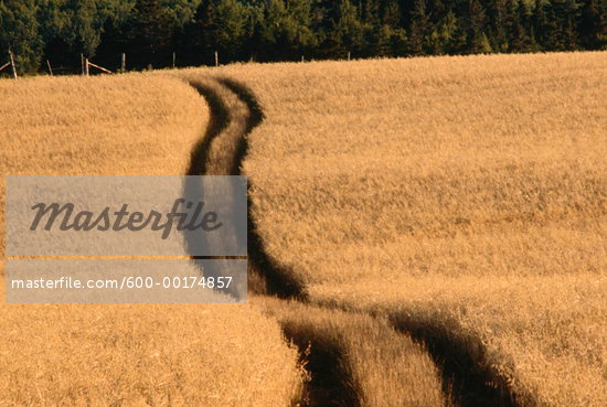 Path In Field