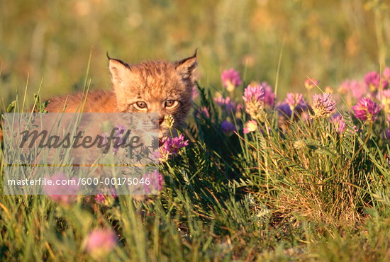 Siberian Lynx Kitten