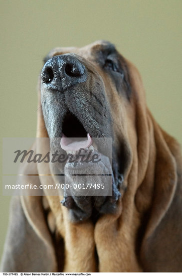 Bloodhound Nose