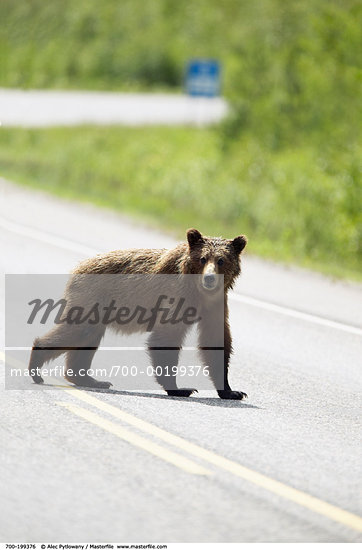 animals crossing road