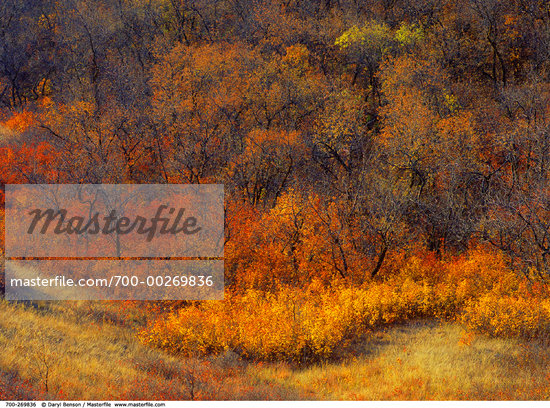 Trees In Saskatchewan