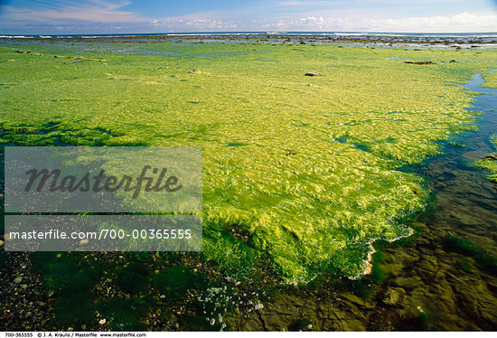 Nootka Island Canada