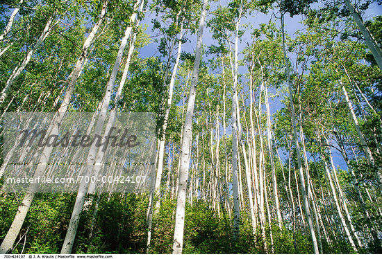 Deciduous Forest Canada