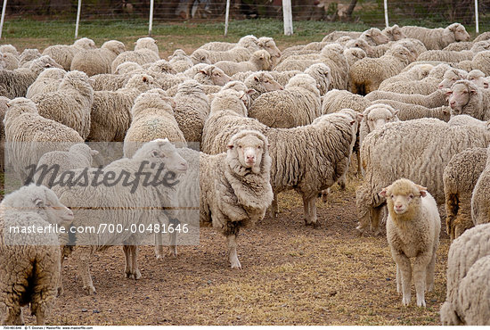 animals of argentina