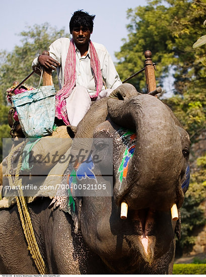 India Elephant Man