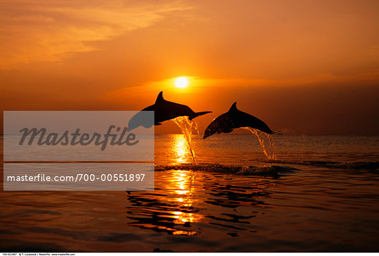 jumping dolphin silhouette