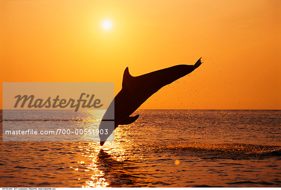 jumping dolphin silhouette