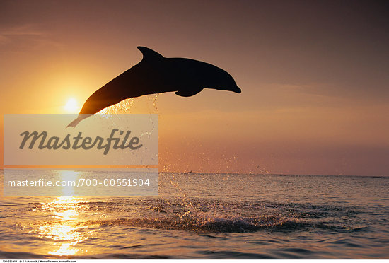 jumping dolphin silhouette