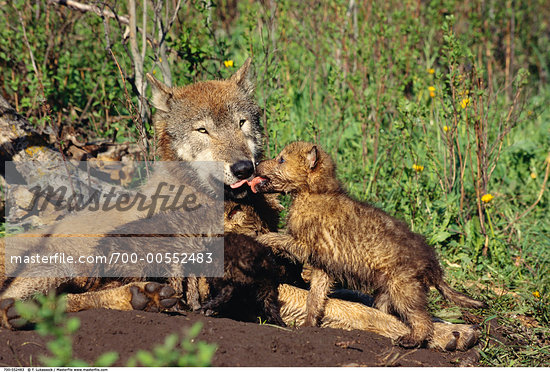 Baby Timber Wolves