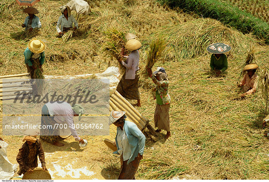 farmers indonesian people