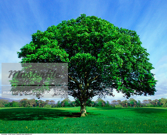 large green tree