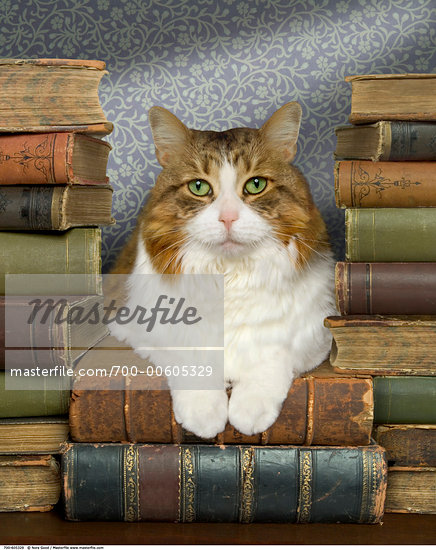 Cat With Book