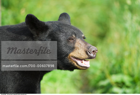 Black Bear Animal