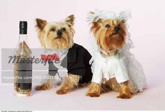 alcohol no people funny animal wedding bride dog dog at wedding dog funny