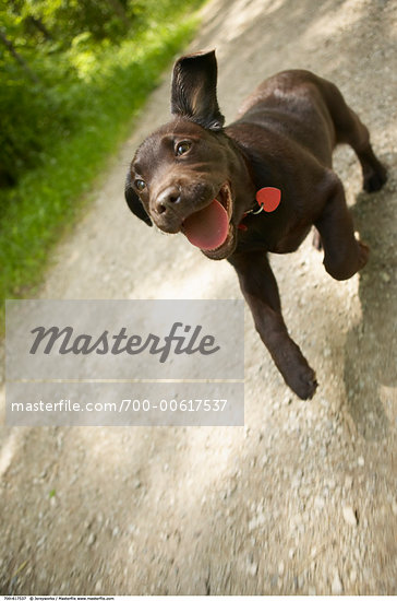 Chocolate Lab Running