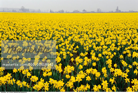 Fields Of Daffodils