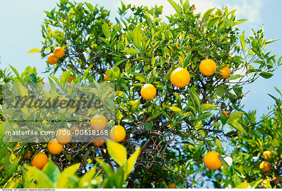 California Orange Trees