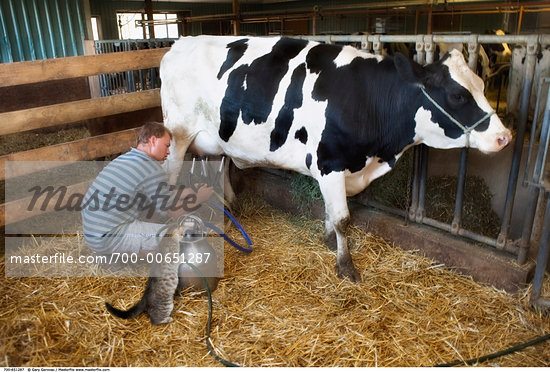 Dairy Cow Farming