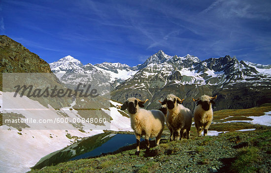 Animals In Switzerland
