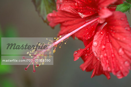 Hibiscus Flower Stock Photo RightsManaged Artist Siephoto Code 700