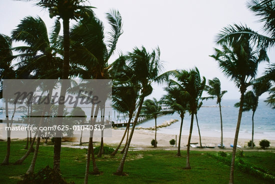 Palm Tree Wind