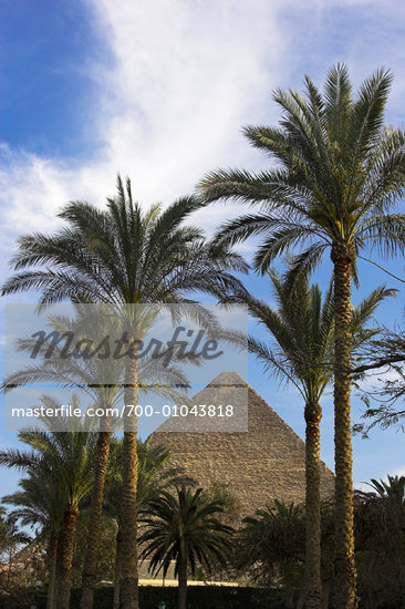Egypt Palm Tree