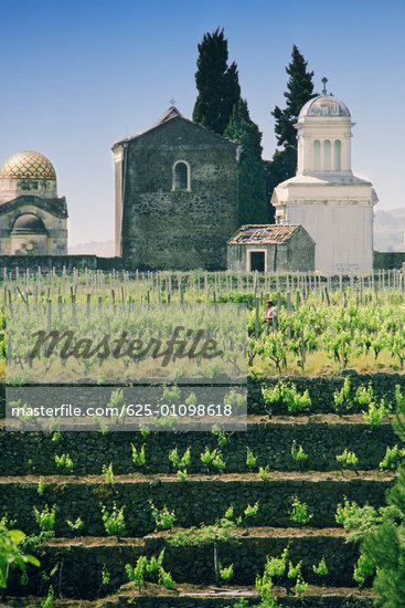 Sicily Vineyards