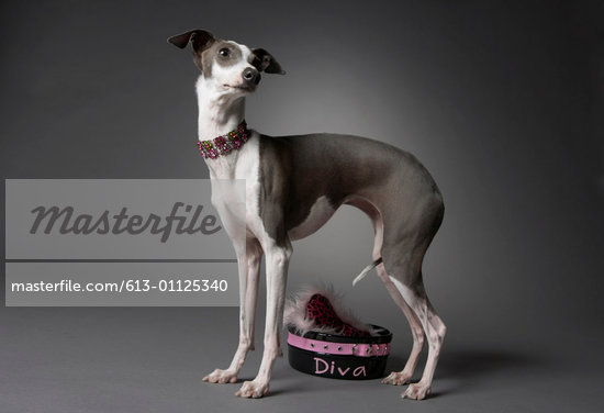 Diva Bowl