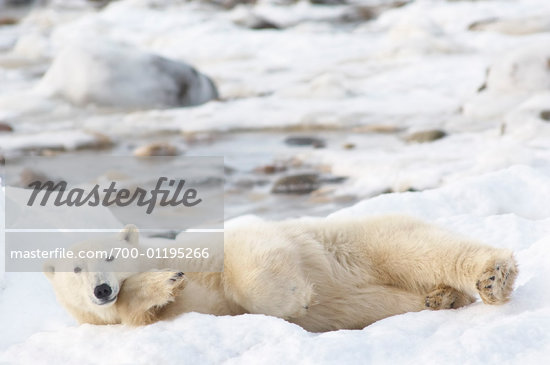 Bears Laying Down