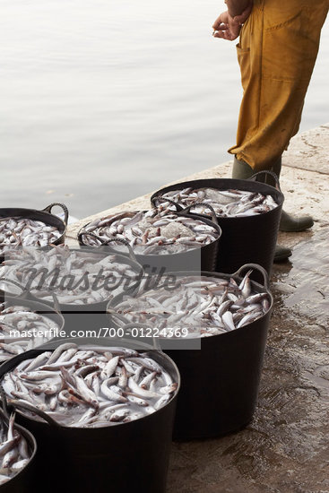 Bucket Of Fish