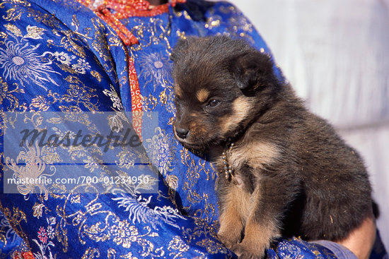 mongolian dog