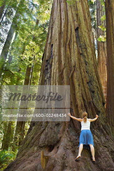 Hugging A Tree