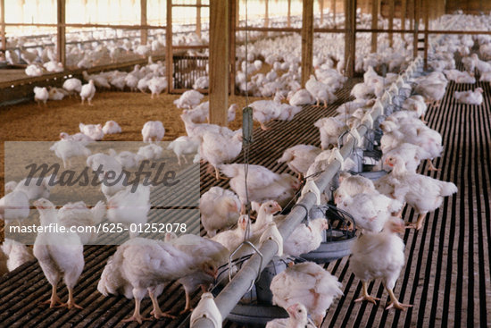hen farming