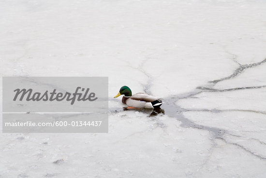 Cracked Ice Pond