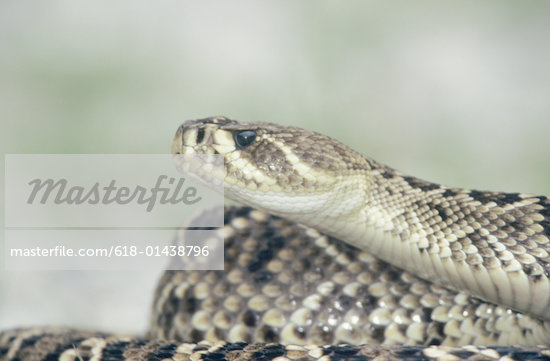 Diamondback Rattlesnake Pattern