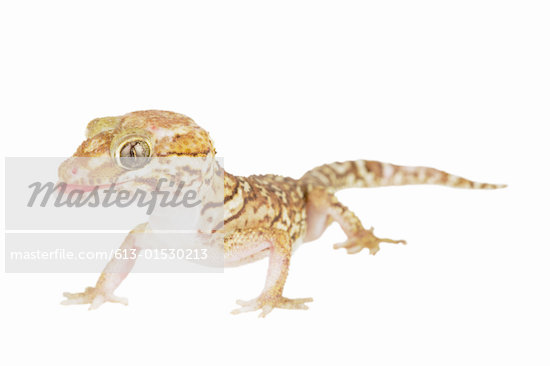 Madagascan Ground Gecko