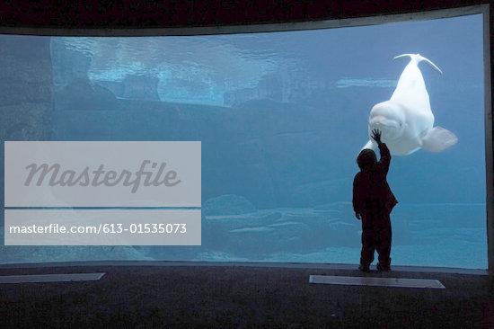 beluga whale silhouette