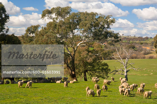 australian sheep ranch