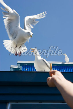 person feeding animals